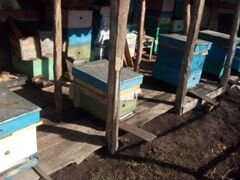 Пчелосемьи, "рутовские" деревянные корпуса