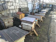 Продаются пчёло-семьи