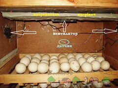 Яйцо,яйца для инкубации