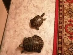 Черепахи самка большая самец по меньше