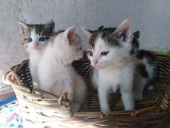 Месячные котята. 3 мальчика и 1 девочка