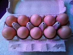 Яйца инкубационные билефельдер