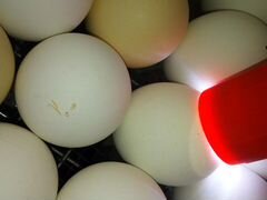 Яйцо инкубационное, Пушкинская порода