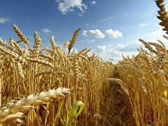 Пшеница,ячмень фураж