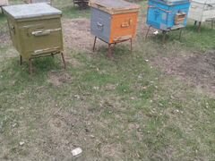 Продаются пчело пакеты 2+2, 3+1, пчелосемьи