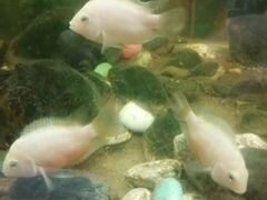 Аквариумные рыбки Фламинго