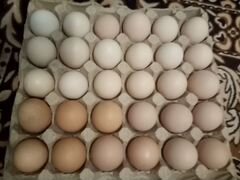 Яйца микс на инкубацию от разных пород кур