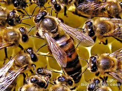 Пчелы корпатки