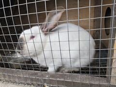 Продам кроликов живьём или на мясо