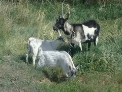 Продаются в селе Бешпагир дойные козы с козлятами