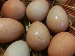 Яйца цесарки