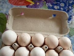 Яйца инкубационные индюшиные, утиные Хаки Кемпбелл