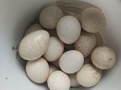 Инкубационные яйца цветной индейки