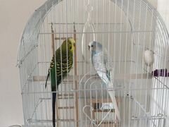 Попугаи самец и самка с клеткой