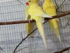 Ожереловые попугаи, Волнистые папугаи, Певчие попу