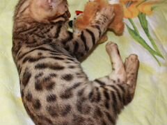 Бенгальский породистый котенок