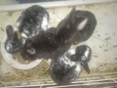 Кролики карликовые