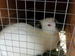Продам кролика самец колифорниец,3,5 месяцев