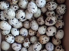 Продам перепелиные инкубационные яйца