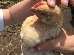 Цыплята Ломан Браун 2 месяца