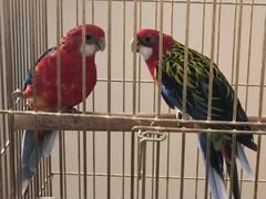 Два попугая + клетка