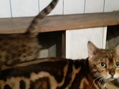 Бенгальские кот и кошка