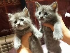 Прекрасные котята в добрые руки