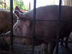Продается свиноматки
