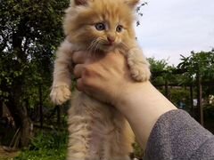 Котёнок в хорошие руки