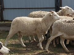 Овцы. баран на племя от катумского барана