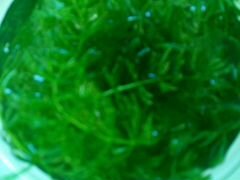 Аквариумные водоросли роголистник