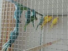 Попугаи ожереловые цветные и зелёные