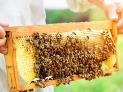 Продам медоносных пчел