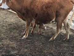 Продам коров с телятами