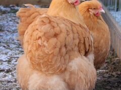 К-У-п-лю Яйцо инкубационое породистых кур