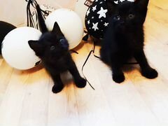Черные котята ищут хозяев