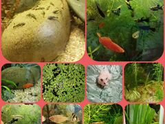 Рыбки растения