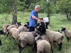 Овцы Романовские