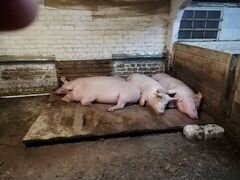 Свиноматки покрытые