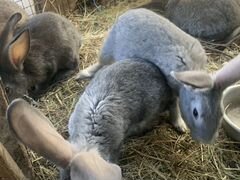 Кролики, крольчата