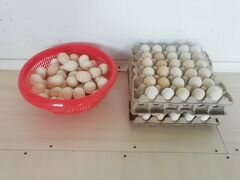 Яйца домашние или для инкубации