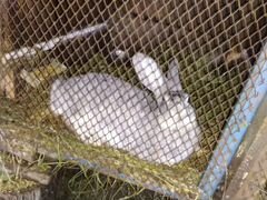 Кролики мясных пород (флендер)