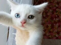 Котенок мальчик с разным цветом глаз