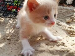 Котик с глазами цвета морской волны