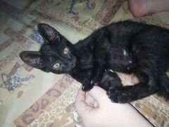 Милый чёрный котик