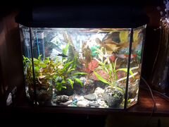 Аквариум вместе с рыбками+фильтр+растения