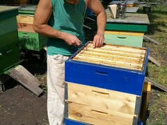 Башкирский мед с личной пасеки