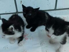 Месячные котята- черный и пятнистый мальчики и кош