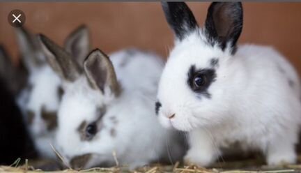 Кролики и крольчихи