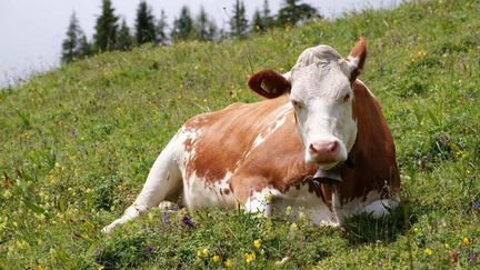 Тельная Корова с бычком